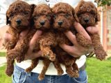 Teacup Kore Poodle Bebekler