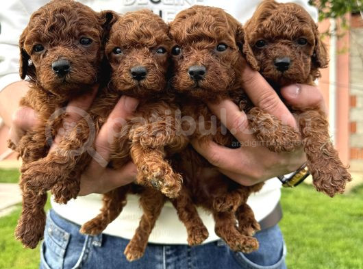 Teacup Kore Poodle Bebekler görsel
