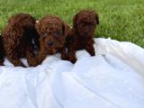 Teacup Kore Poodle Bebekler