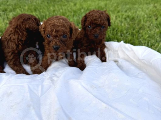 Teacup Kore Poodle Bebekler görsel