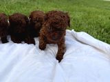 Teacup Kore Poodle Bebekler