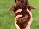 Teacup Kore Poodle Bebekler