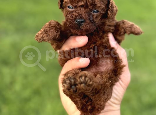 Teacup Kore Poodle Bebekler görsel