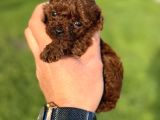 Teacup kore Poodle bebekler