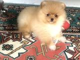 Pomeranian boo
