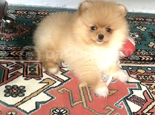 Pomeranian Boo