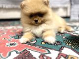 Pomeranian Boo