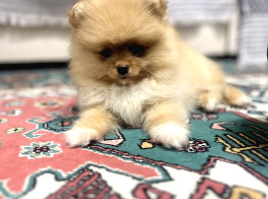 Pomeranian Boo görsel