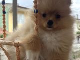 Pomeranian Boo