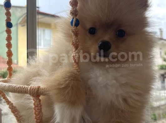 Pomeranian Boo görsel