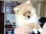 Pomeranian Boo