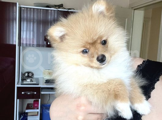 Pomeranian Boo görsel