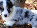 Türki̇yede Tek Blue Merle Welsh Corgi̇