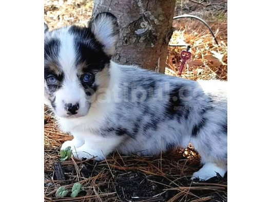 Türki̇yede Tek Blue Merle Welsh Corgi̇ görsel