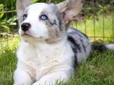 Türki̇yede Tek Blue Merle Welsh Corgi̇