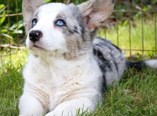 Türki̇yede Tek Blue Merle Welsh Corgi̇ görsel