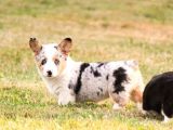 TÜRKİYEDE TEK BLUE MERLE WELSH CORGİ