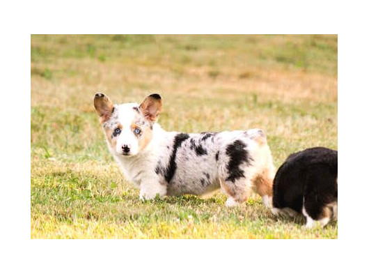 Türki̇yede Tek Blue Merle Welsh Corgi̇