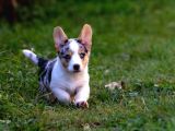 Türki̇yede Tek Blue Merle Welsh Corgi̇
