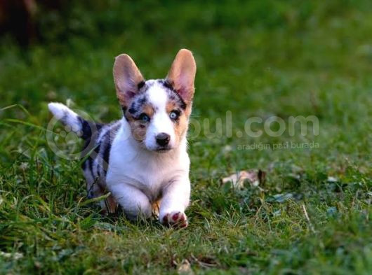 Türki̇yede Tek Blue Merle Welsh Corgi̇ görsel