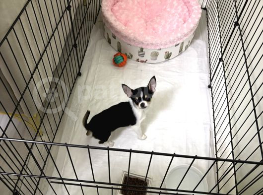 Orjinal Elma Kafa 7 Aylık Erkek Yavru Chihuahua görsel
