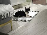 Orjinal Elma Kafa 7 Aylık Erkek Yavru Chihuahua