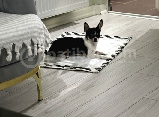 Orjinal Elma Kafa 7 Aylık Erkek Yavru Chihuahua görsel