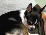 Orjinal elma kafa 7 aylık erkek yavru Chihuahua