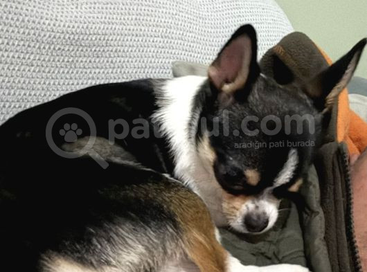 Orjinal Elma Kafa 7 Aylık Erkek Yavru Chihuahua