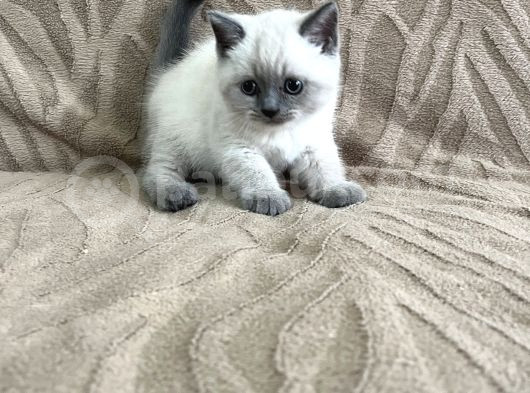 British Bluepoint Dişi görsel
