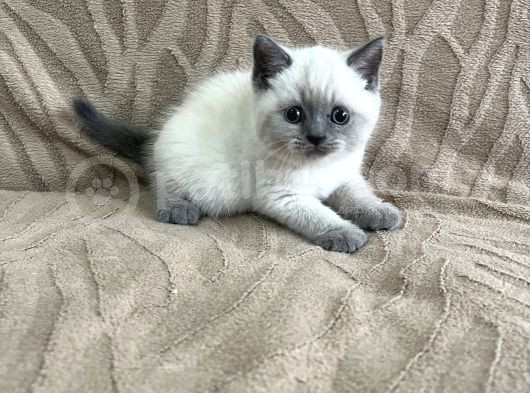 British Bluepoint Dişi görsel