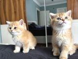 British Shorthair Ny12