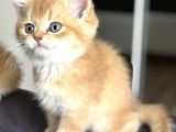 British Shorthair Ny12