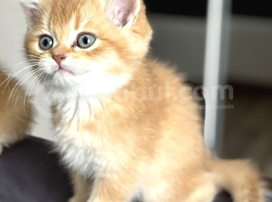 British Shorthair Ny12 görsel
