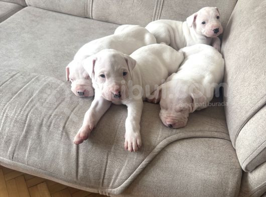 Safkan Dogo Arjantin Yavruları görsel