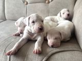 Safkan Dogo Arjantin Yavruları