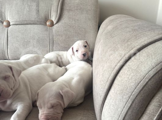 Safkan Dogo Arjantin Yavruları görsel