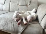 Safkan Dogo Arjantin Yavruları