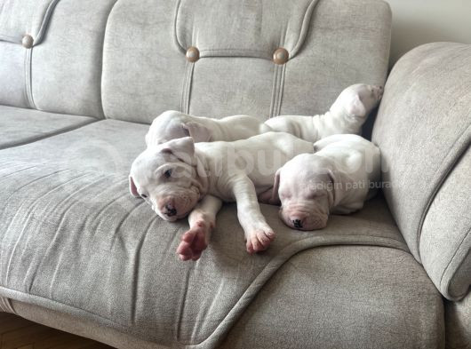 Safkan Dogo Arjantin Yavruları görsel