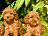 Tüy Dökmez Koku Yapmaz Toy Poodle Bebekler
