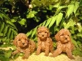 Tüy Dökmez Koku Yapmaz Toy Poodle Bebekler