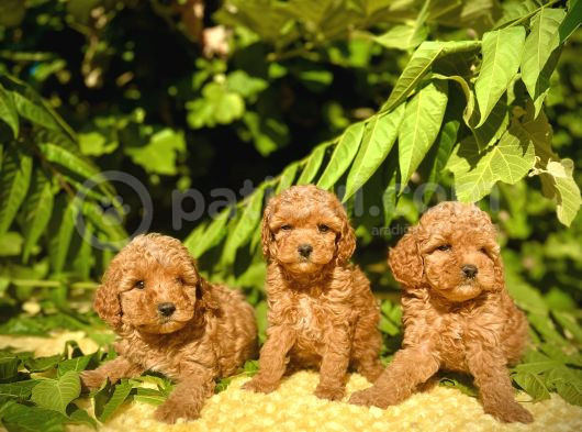 Tüy Dökmez Koku Yapmaz Toy Poodle Bebekler görsel
