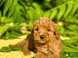 Tüy Dökmez Koku Yapmaz Toy Poodle Bebekler