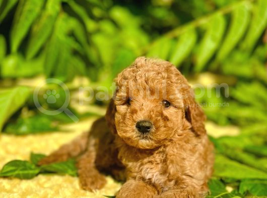 Tüy Dökmez Koku Yapmaz Toy Poodle Bebekler görsel