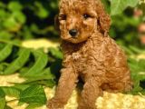 Tüy Dökmez Koku Yapmaz Toy Poodle Bebekler