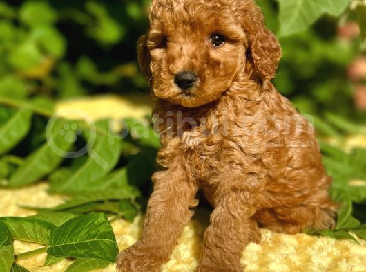 Tüy Dökmez Koku Yapmaz Toy Poodle Bebekler görsel