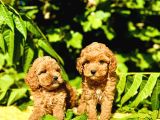 Tüy Dökmez Koku Yapmaz Toy Poodle Bebekler
