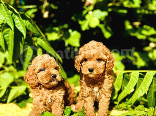 Tüy Dökmez Koku Yapmaz Toy Poodle Bebekler görsel