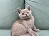 british shorthair lilac yavrumuz
