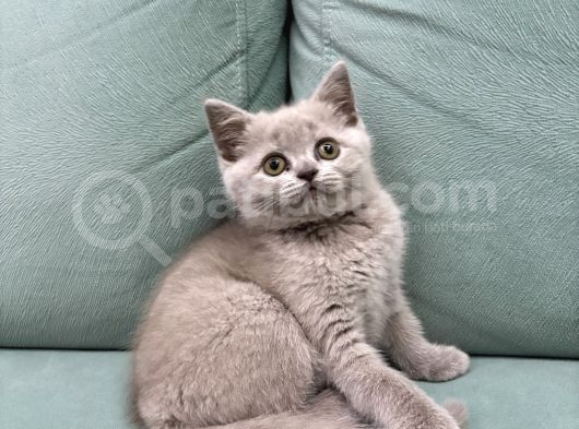 British Shorthair Lilac Yavrumuz